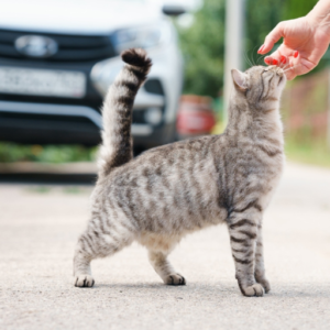 8-300x300 How to Safely Take Your Indoor Cat Outside