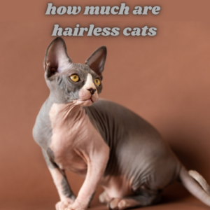 how-much-are-hairless-cats-300x300 How Much Are Hairless Cats?