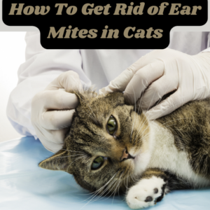 how-to-get-rid-of-ear-mites-in-cats-300x300 How to Get Rid of Ear Mites in Cats